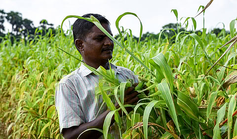 Farmers cultivating maize crop near Thoothukudi