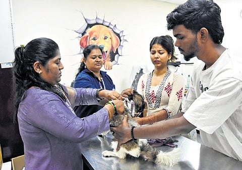 Veterinary doctors implanting microchips in pet dogs at Kannamapettai in  T Nagar.