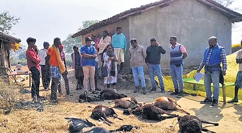 Officials inspecting the carcasses of the livestock in the village on .