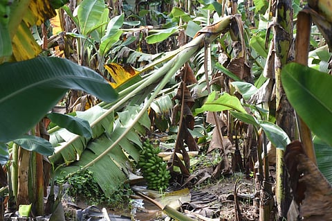 Currently, out of a total average banana cultivation area of 511 hectares over the last five years, 37.1 hectares of banana plantation is reported to be inundated, according to a horticulture department official.