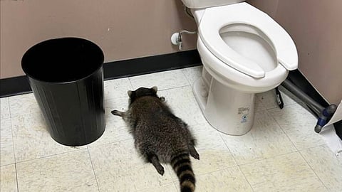 In this photo provided by Samantha Martin, a drunk raccoon is seen passed out in a liquor bathroom on Saturday, Nov. 29, 2025, in Ashland, Va.
