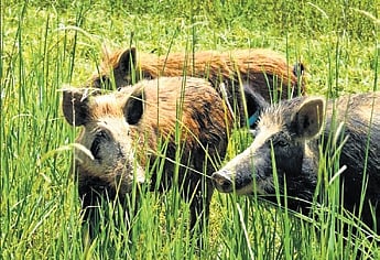 Wild boars raid paddy fields in Gajapati, farmers forced to guard crops round the clock