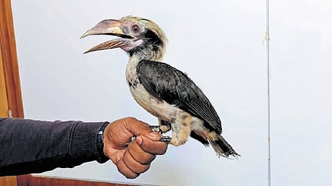 An exotic bird seized by customs 

