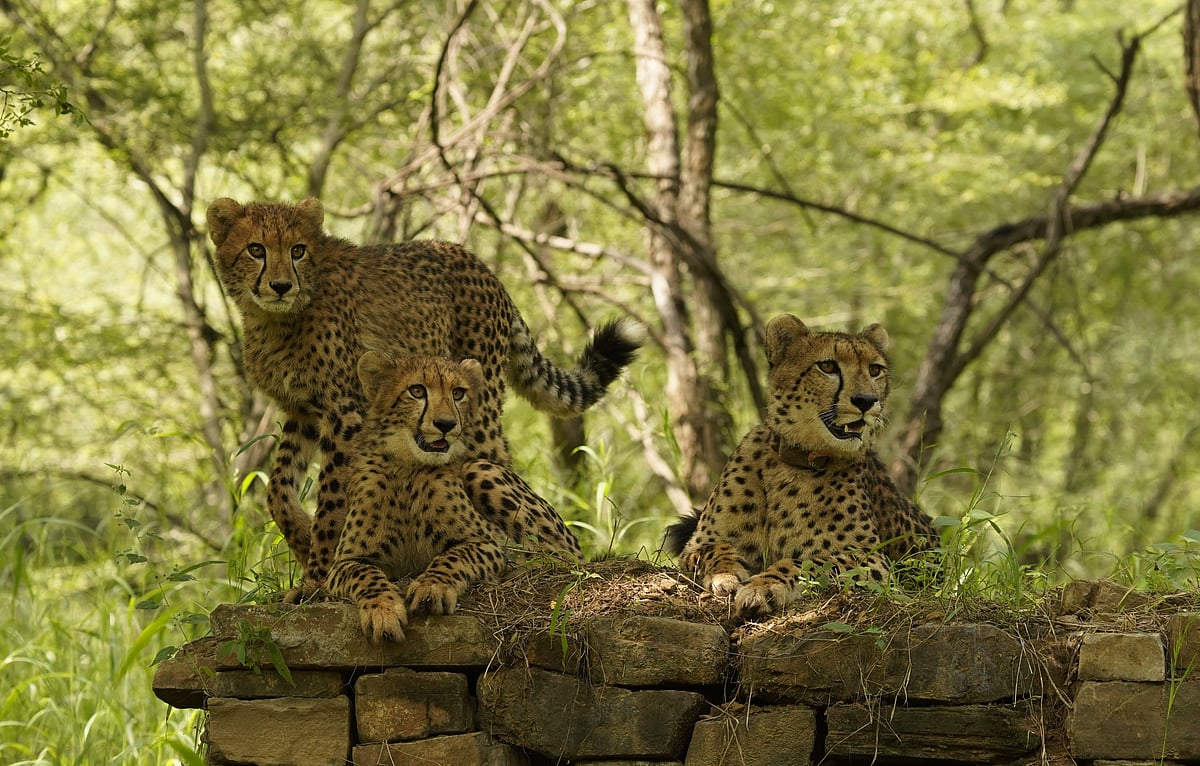 CM Mohan Yadav releases South African cheetah Veera, twin cubs into wild at Kuno National Park