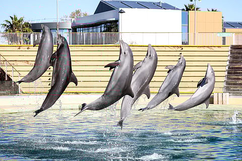 Dolphins swim in the pool of the Dolphins arena of MarineLand theme park in Antibes southeastern France, on November 27, 2025.