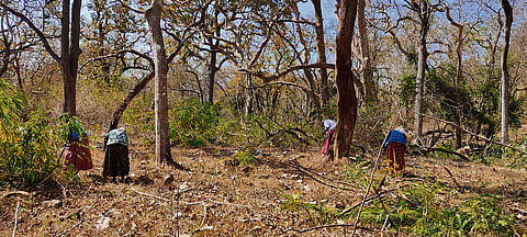 India faces ecological emergency 
as invasives surge