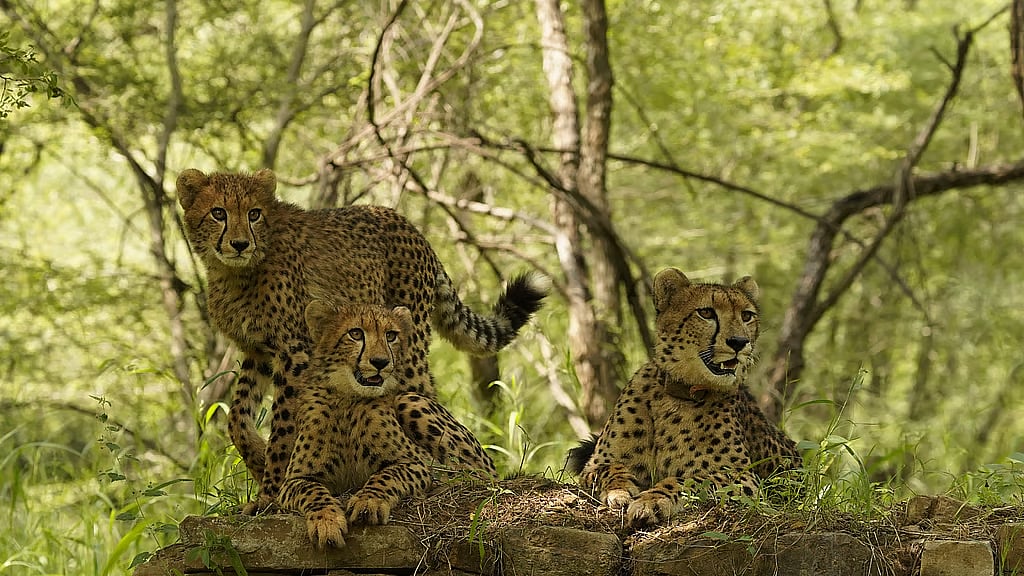 Day after being released into wild, 10-month-old cheetah cub found dead in Kuno National Park forests