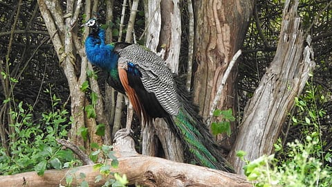 In terms of estimated peafowl density Krishnagiri district — 105 peafowl in a two-kilometre area — was closely followed by Tirunelveli (82 peafowls)