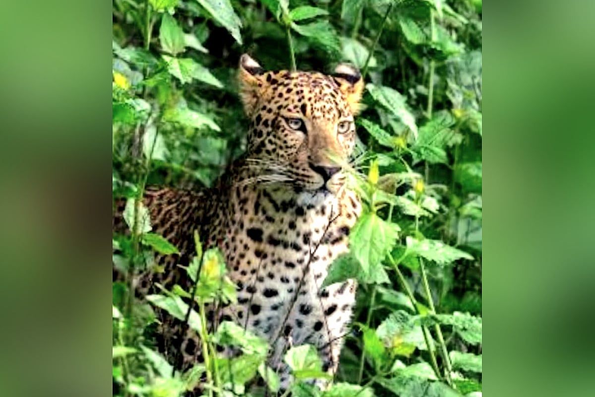 Daylight leopard attack sparks panic in Uttarakhand's Pauri, 55 schools shift to online classes
