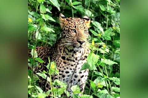 Daylight leopard attack sparks panic in Uttarakhand's Pauri, 55 schools shift to online classes