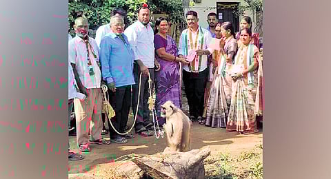 Sarpanch post aspirant A Rajeshwar campaigns with a langur in Dandapelli of Mancherial district