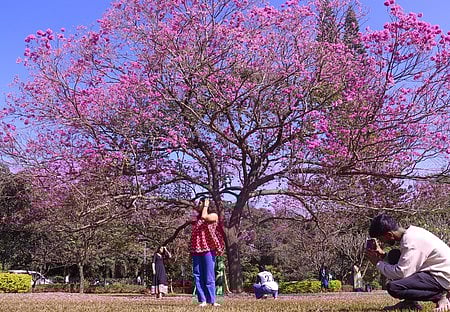 Younsters pose and photograph under the Tabebuia rosea tree at Cubbon Park premises on Monday in Bengaluru.
