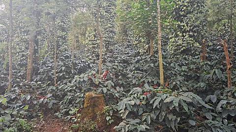 A coffee plantation 