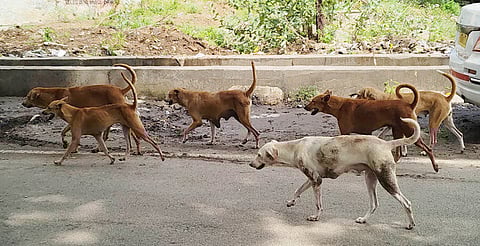 Image used for representation