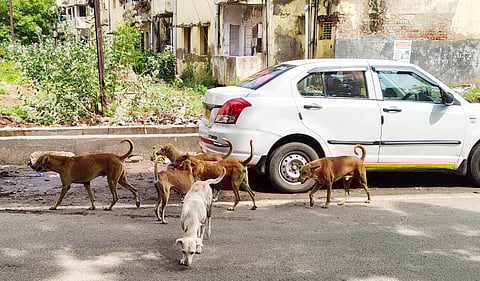 Pack of stray dogs causing menace in city roads in Madurai.