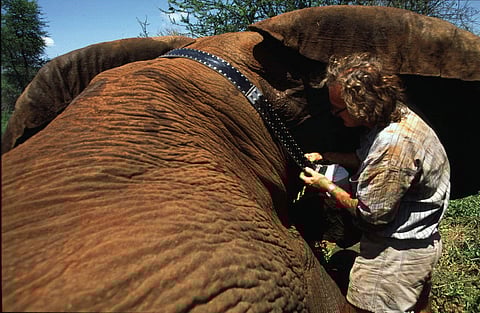 Dr. Iain Douglas-Hamilton fits a Global Positioning System (GPS) beacon on a tranquilized elephant in the Meru National Park, Kenya,