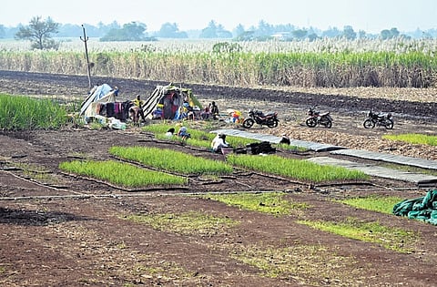 As the sugarcane crisis echoes in Suvarna Vidhana Soudha, the real battle plays out in Belagavi’s fields where farmers toil in silence 