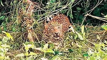 The leopard trapped in the snare