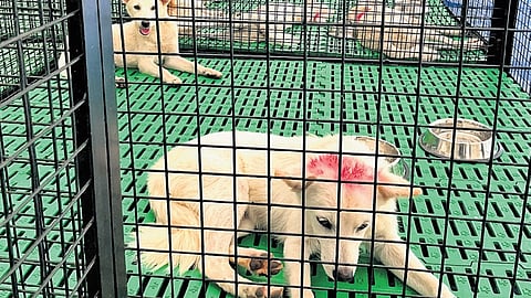 Stray dogs kept in kennels for sterilisation at the portable ABC unit at Nedumangad
