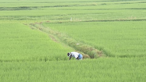 To strengthen last-mile delivery, fertilisers are being distributed through Primary Agricultural Cooperative Credit Societies (PACCS), enabling farmers to access subsidised inputs locally. 