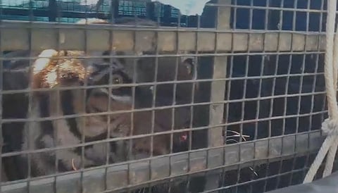 Officials suspect that the big cat may have been trapped during the early hours.