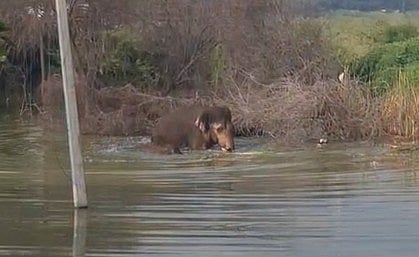 After crossing the Coimbatore–Mettupalayam National Highway, the elephants entered a pond near the IT Park in Keeranatham. 