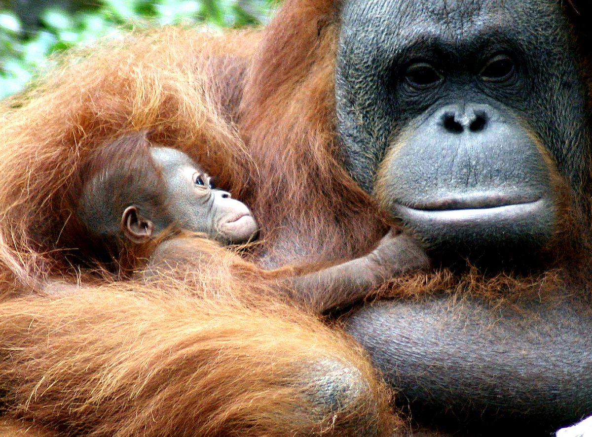 Indonesia floods were ‘extinction-level disturbance’ for rare Tapanuli orangutans
