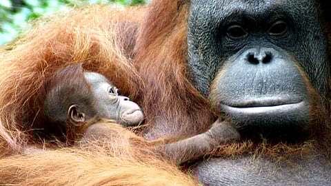 An orangutan holds her baby at the zoo in Pasuruan, East Java, Indonesia.