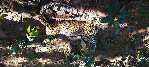 The female juvenile leopard is aged less than three years old.