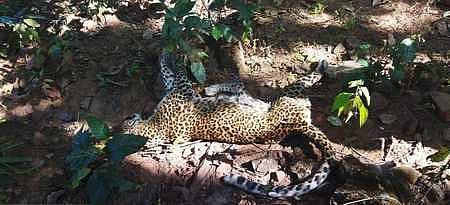 Carcass of the leopard
