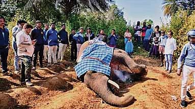 Tusker found dead in Baliguda forest