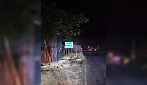 Forest department staff were unaware of the elephants’ movement until the animals had strayed far from the forest.