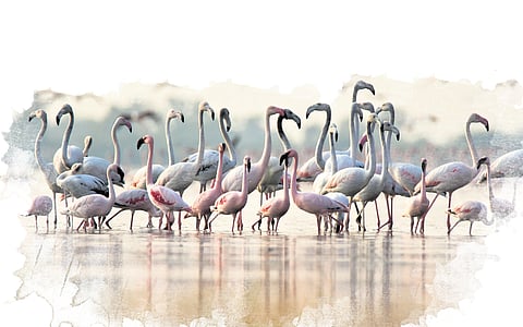 The lakes, which retain water throughout the year, have been attracting migratory birds since 2012.