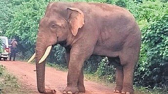 Image used for representational purposes.