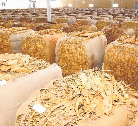 Officials said growers produced nearly 52.05 million kg in excess of permitted limits, leading to a fall in prices in line with supply-demand principles and international market trends.