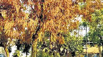 The picture shows a neem tree affected by neem dieback.