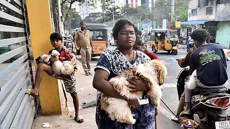 To curb abandoning of pet dogs, the board recommended mandatory licensing for all pet canines, simplification of the licensing process via K-SMART, and the introduction of microchipping to ensure vaccine compliance.