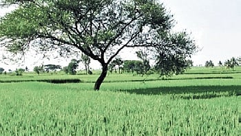 The Chief Minister said the objective of the Centre’s SASCI scheme is to incentivise states that integrate agriculture with digital systems.