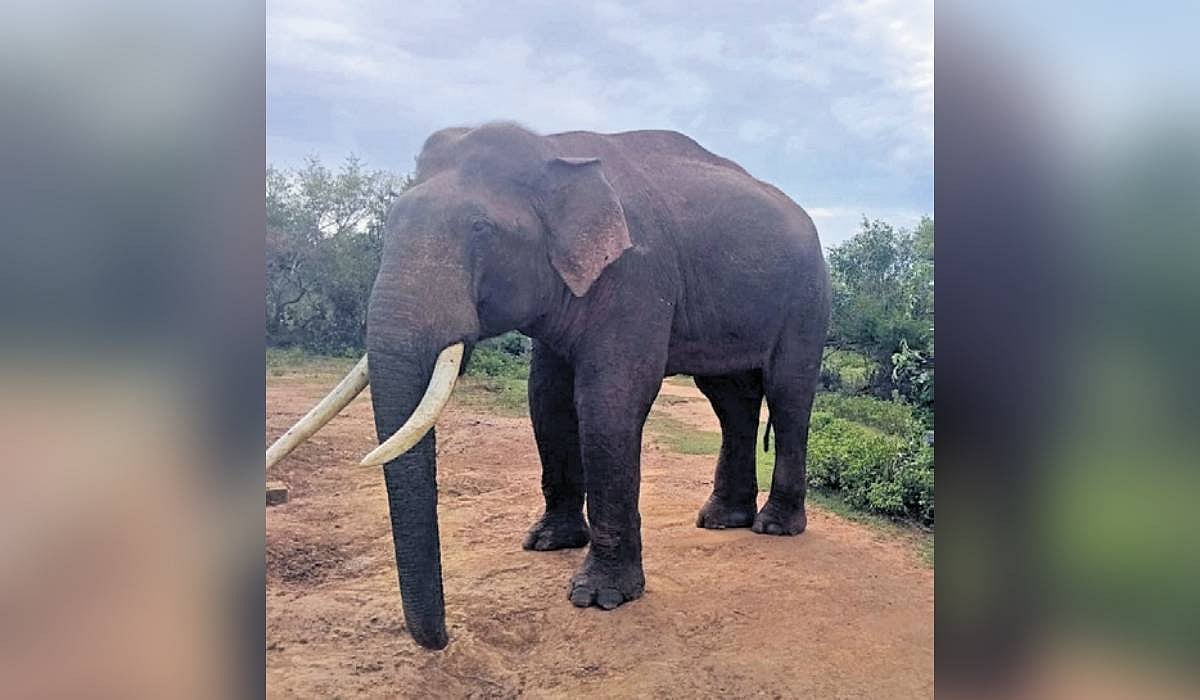 ‘Missing’ elephant Rivaldo spotted near Mudumalai