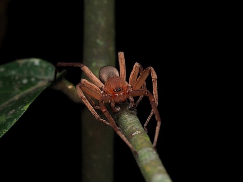 The 2024 edition recorded 128+ species, including mirror and orb-weaving spiders, bringing the total over three years to more than 150 species.

