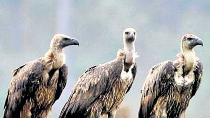 Conservationists are putting efforts into protecting LBVs from the brink of extinction.