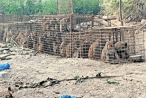 The 113 monkeys, caught on Monday in Kandikatkur village