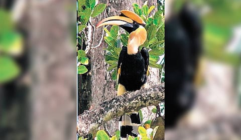 Great Hornbill