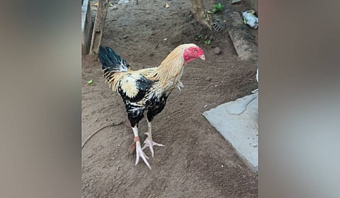 As the festive season approaches, preparations for traditional rooster fights are gaining momentum across several districts of Andhra Pradesh. 