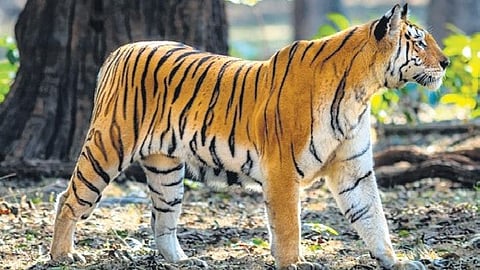 Forest officials confirmed the tiger’s movement in the region, triggering concern among residents of villages in Bhiknoor, Domakonda and Machareddy mandals. 