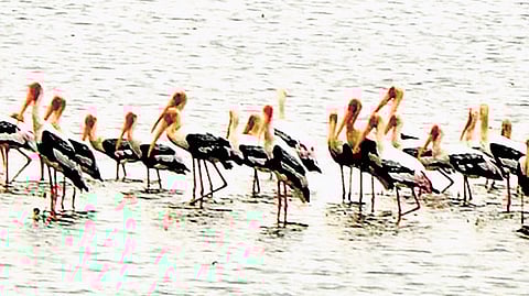 Siberian cranes at Ramalingampally of Bhoodan Pochampally mandal.