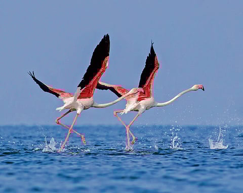 Pretty in Pink: Top five spots in India where you can catch a glimpse of flamingos 