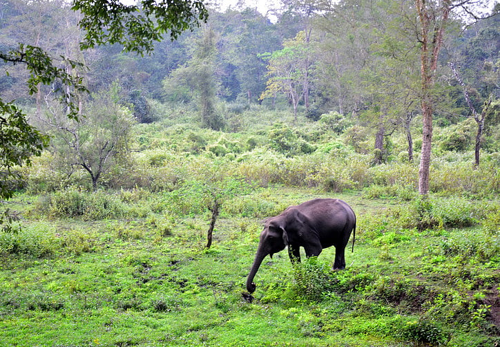 Farmer guarding paddy trampled to death by wild elephant in Jharkhand