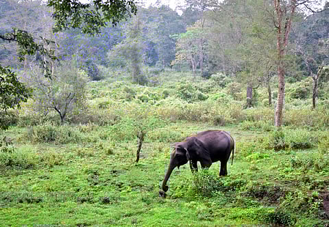 A wild elephant emerged from the nearby forest and attacked him, killing him on the spot. (Representative image)