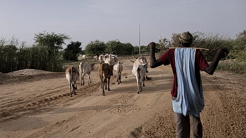 A herder grazes his herd of bovines near Savoigne, Saint-Louis region, Senegal, Oct. 11, 2025.